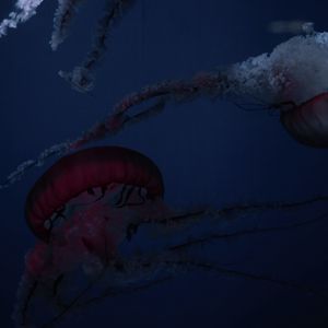Превью обои медузы, щупальца, существа, красный, под водой