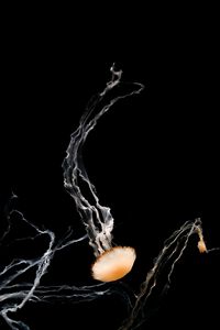Превью обои медузы, щупальца, существа, коричневый, под водой