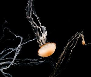 Превью обои медузы, щупальца, существа, коричневый, под водой