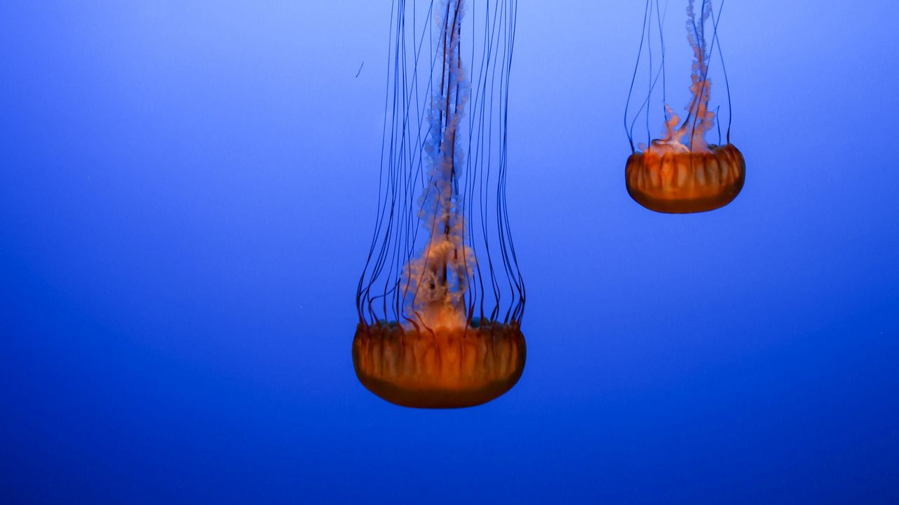 Обои медузы, щупальца, существа, коричневый
