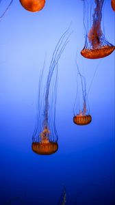 Превью обои медузы, щупальца, существа, коричневый