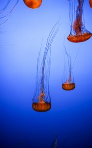 Превью обои медузы, щупальца, существа, коричневый