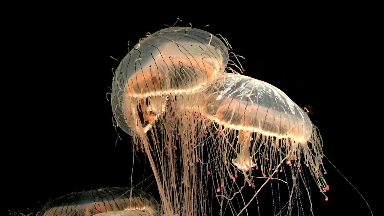 Обои медузы, щупальца, существа, коричневый, прозрачный