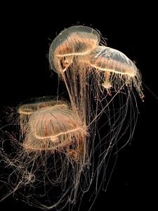 Превью обои медузы, щупальца, существа, коричневый, прозрачный