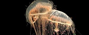 Превью обои медузы, щупальца, существа, коричневый, прозрачный