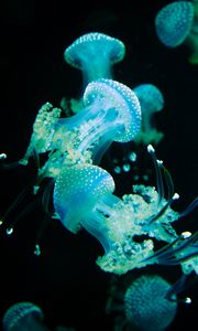 Превью обои медузы, щупальца, свечение, подводный