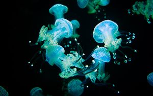 Превью обои медузы, щупальца, свечение, подводный