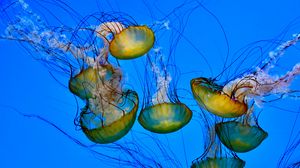 Превью обои медузы, щупальце, подводный, вода