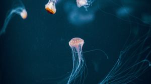 Превью обои медузы, щупальце, подводный мир, темный