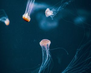 Превью обои медузы, щупальце, подводный мир, темный