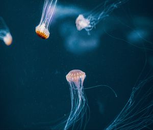 Превью обои медузы, щупальце, подводный мир, темный