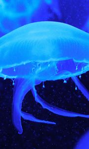 Превью обои медузы, щупальцы, подводный мир