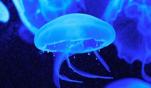 Превью обои медузы, щупальцы, подводный мир