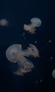 Превью обои медузы, щупальцы, подводный мир, глубина, море