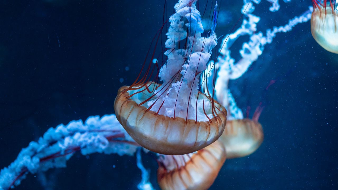 Обои медузы, щупальцы, подводный мир, море