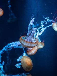 Превью обои медузы, щупальцы, подводный мир, море