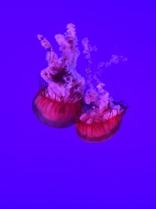 Превью обои медузы, щупальцы, подводный мир, океан, море, крупным планом