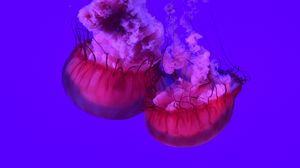 Превью обои медузы, щупальцы, подводный мир, океан, море, крупным планом