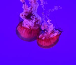 Превью обои медузы, щупальцы, подводный мир, океан, море, крупным планом