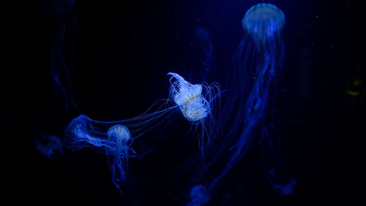 Обои медузы, щупальцы, сплетение, подводный мир