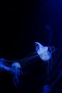 Превью обои медузы, щупальцы, сплетение, подводный мир