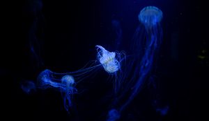Превью обои медузы, щупальцы, сплетение, подводный мир