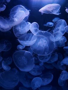 Превью обои медузы, синий, подводный, прозрачный