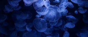 Превью обои медузы, синий, подводный, прозрачный