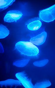 Превью обои медузы, синий, подводный мир