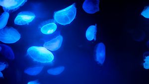 Превью обои медузы, синий, подводный мир