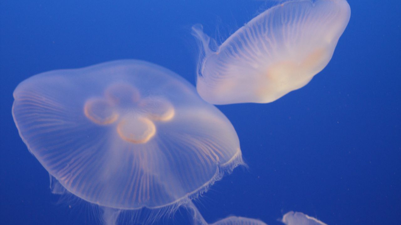 Обои медузы, синий, подводный мир, прозрачный
