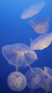 Превью обои медузы, синий, подводный мир, прозрачный