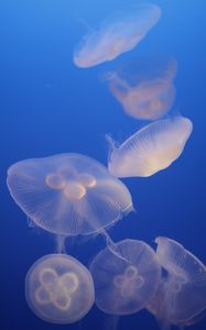 Превью обои медузы, синий, подводный мир, прозрачный