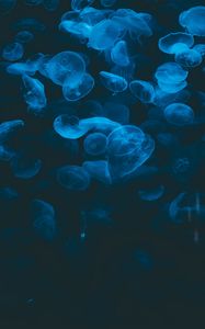 Превью обои медузы, синий, прозрачный, темный, под водой