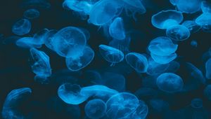 Превью обои медузы, синий, прозрачный, темный, под водой