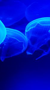 Превью обои медузы, синий, щупальца, подводный мир