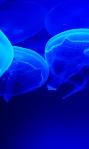 Превью обои медузы, синий, щупальца, подводный мир