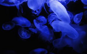 Превью обои медузы, синий, свечение, подводный мир, темный