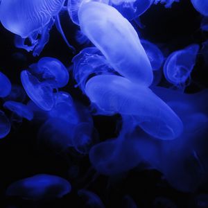 Превью обои медузы, синий, свечение, подводный мир, темный