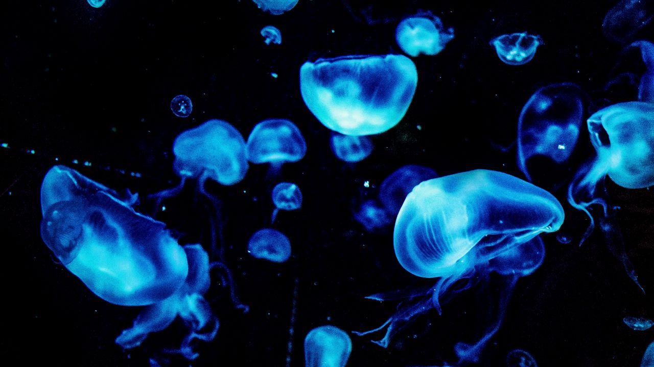 Обои медузы, синий, свечение, под водой, темный