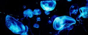 Превью обои медузы, синий, свечение, под водой, темный