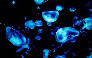 Превью обои медузы, синий, свечение, под водой, темный