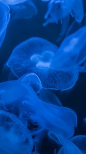 Превью обои медузы, синий, свечение, темный, под водой, море
