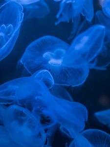 Превью обои медузы, синий, свечение, темный, под водой, море