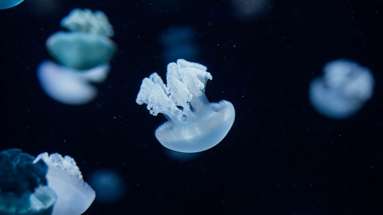 Обои медузы, существа, глубина, под водой