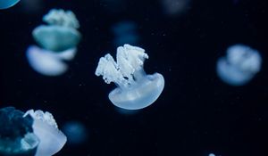 Превью обои медузы, существа, глубина, под водой
