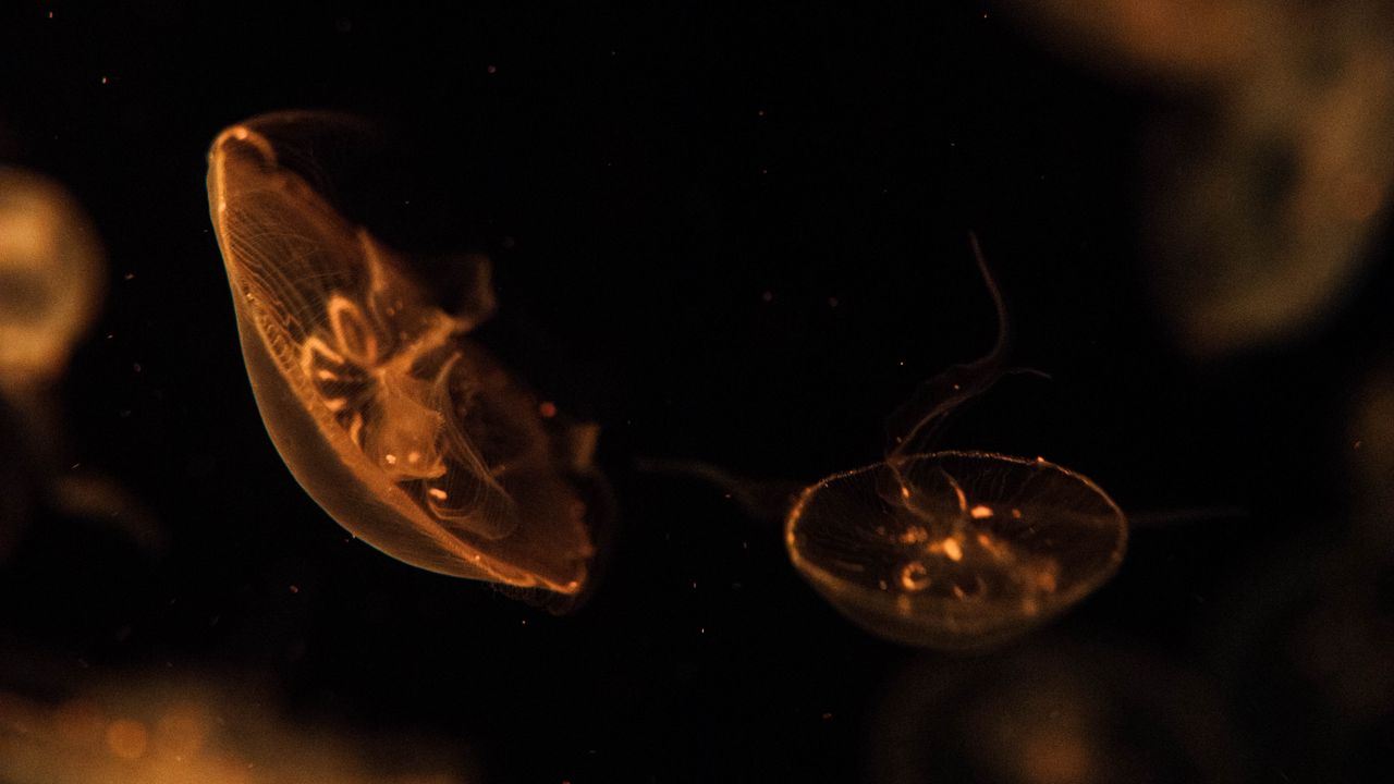 Обои медузы, существа, коричневый, под водой, глубина