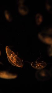 Превью обои медузы, существа, коричневый, под водой, глубина