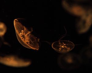 Превью обои медузы, существа, коричневый, под водой, глубина