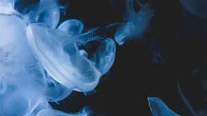 Превью обои медузы, существа, прозрачный, синий, под водой